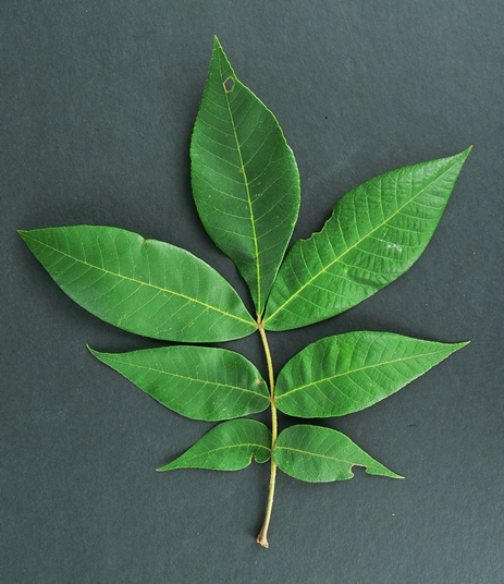 {Carya tomentosa}
